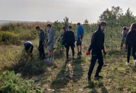 Zaļās kustības rīkotā talka – attīra Mērsraga kāpu no priedītēm.